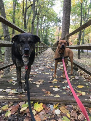 Dogs on a pet friendly trail in Gillette Castle State Park in MA