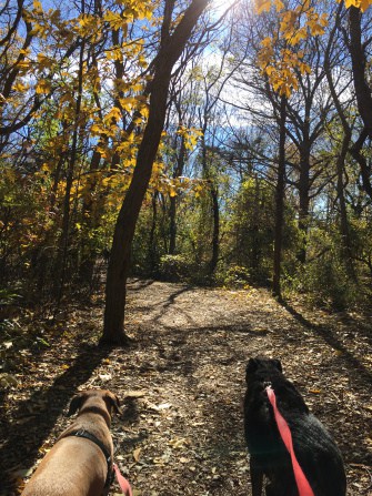 Dogs in New England on a pet friendly trail at Halibut Point State Park, MA