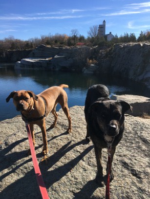 Dogs in New England at pet friendly at Halibut Point State Park, MA