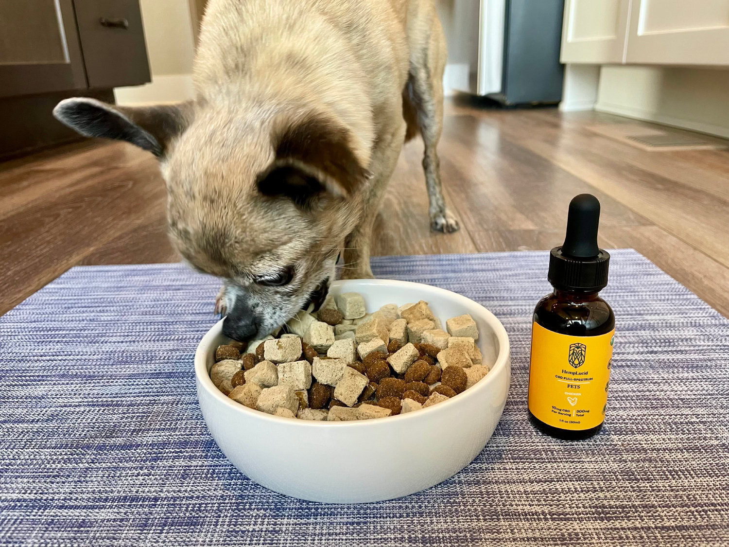 HempLucid Organic Full-Spectrum CBD for Pets - Papyrus eating dog food with CBD oil