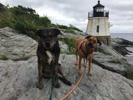 Dogs at a pet friendly lighthouse in New England