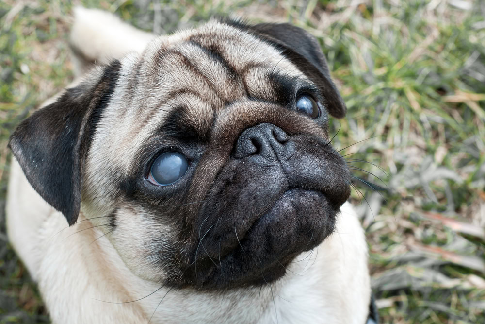 Pug suffering from glaucoma