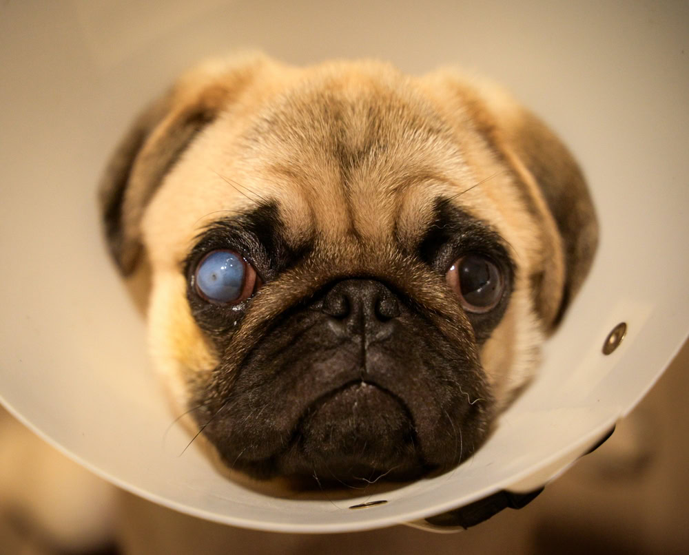 Pug with corneal ulcer