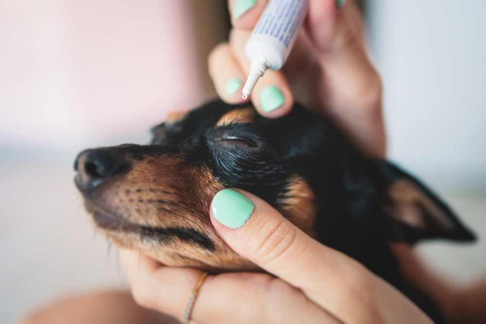 Veterinarian applying eye drops on Chihuahuas eyes