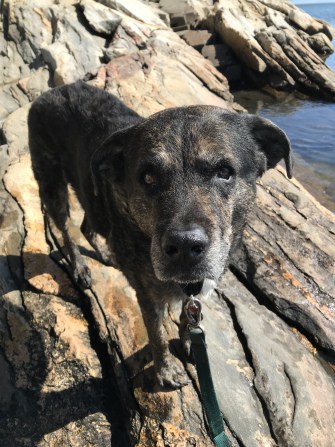 Dog in New England at pet friendly Wolfe's Neck Woods State Park in ME