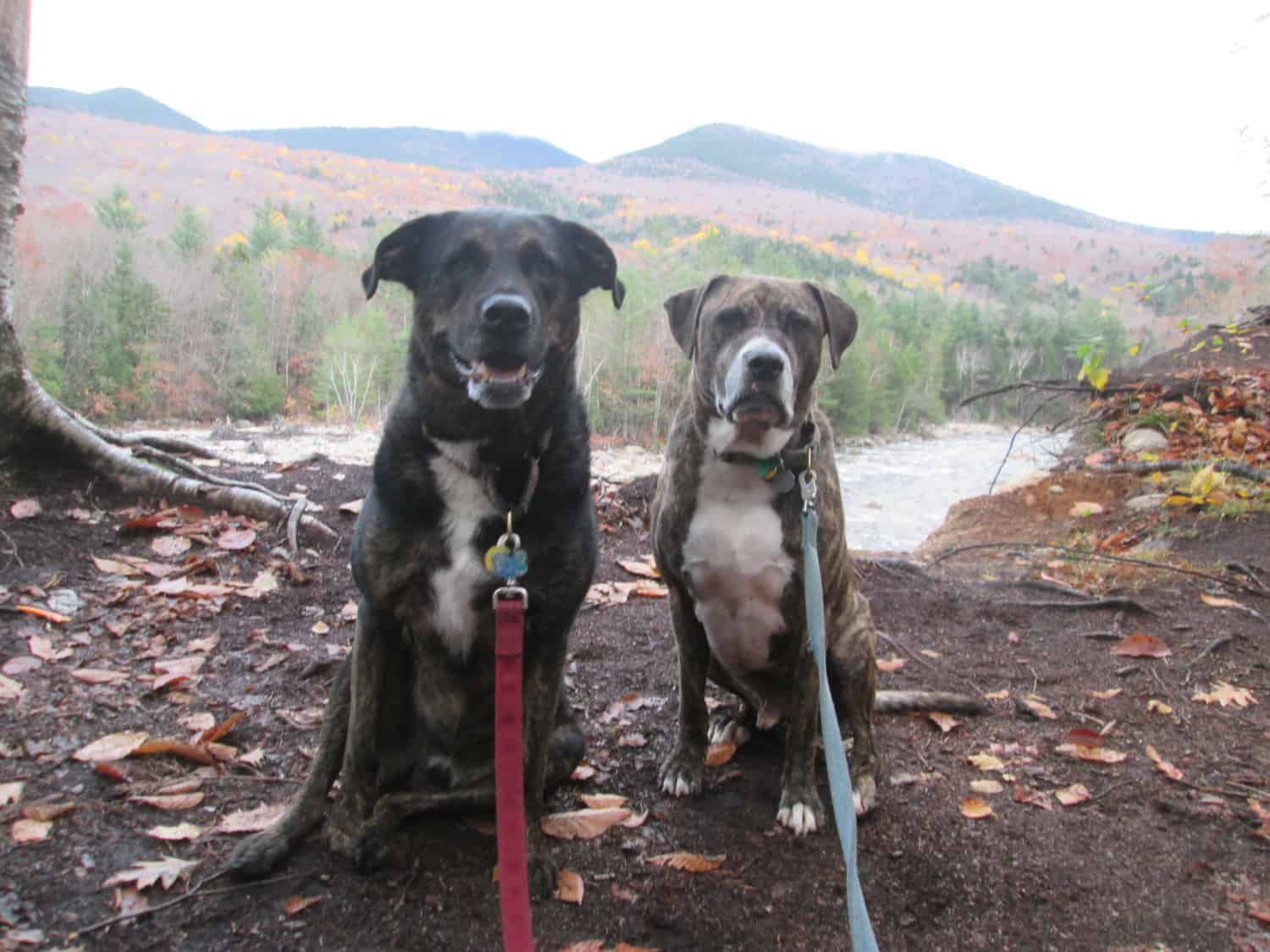 Dogs on a pet friendly trail in the White Mountains, NH