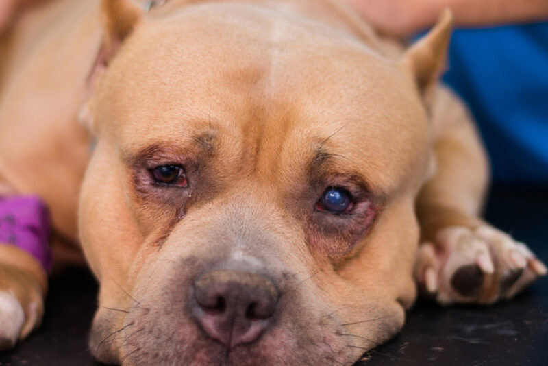 american bully dog breed with entropion