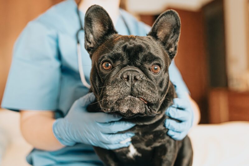 vet holding the dog