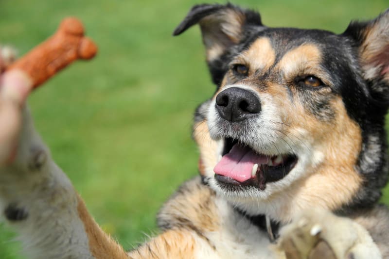 Cute border collie mix jumping for a great in an outdoor training session