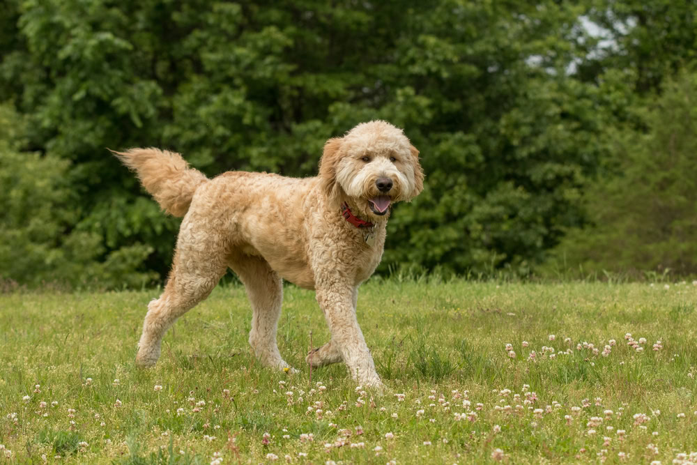 Goldendoodle in the Park