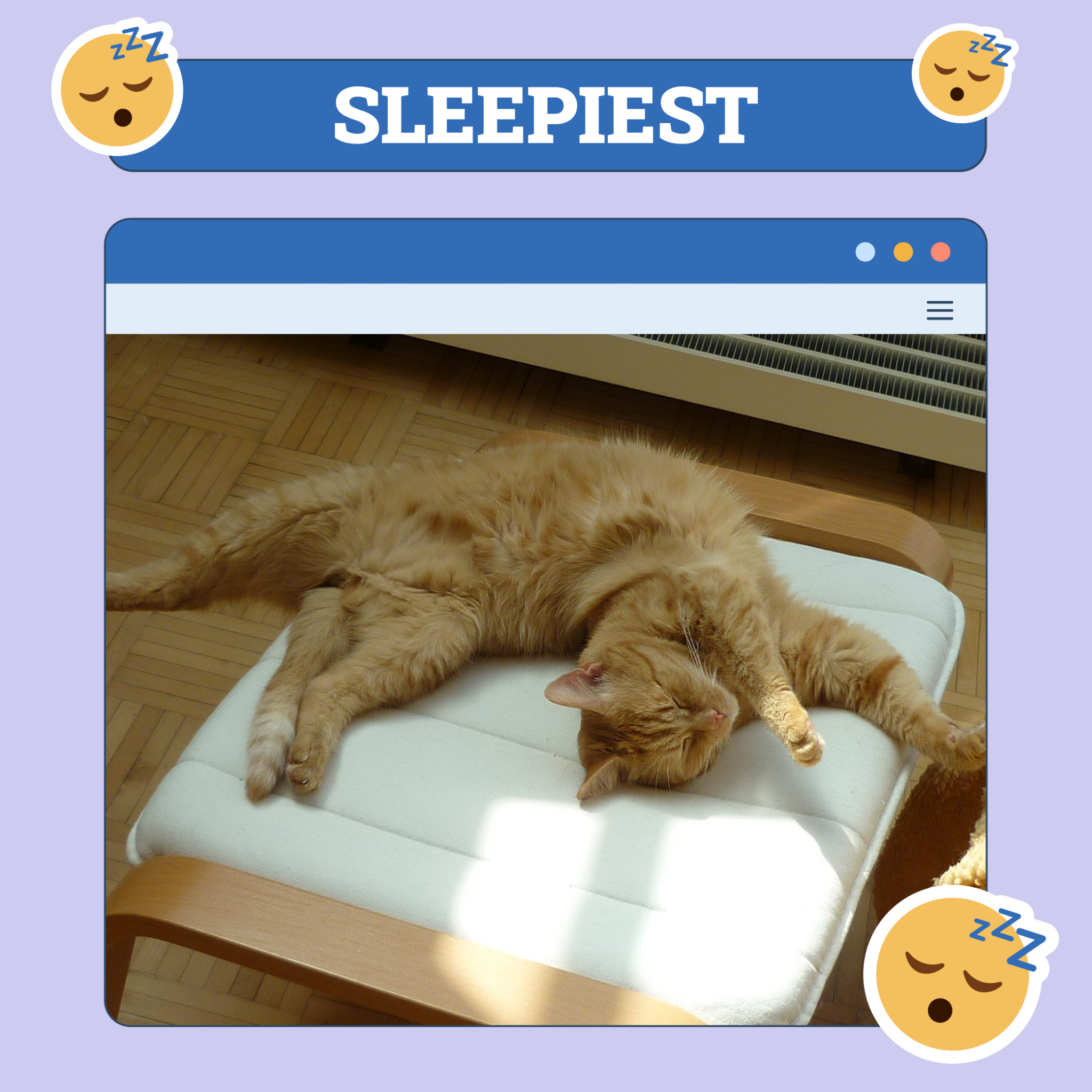 Sleepiest Cat of The Week