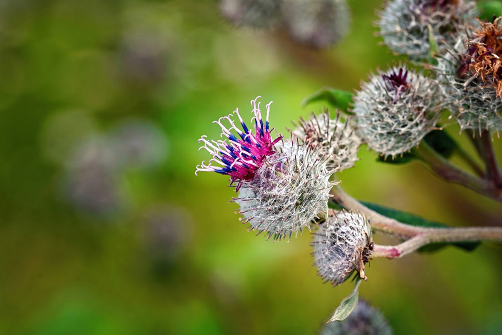 Arctium lappa Burdock Root