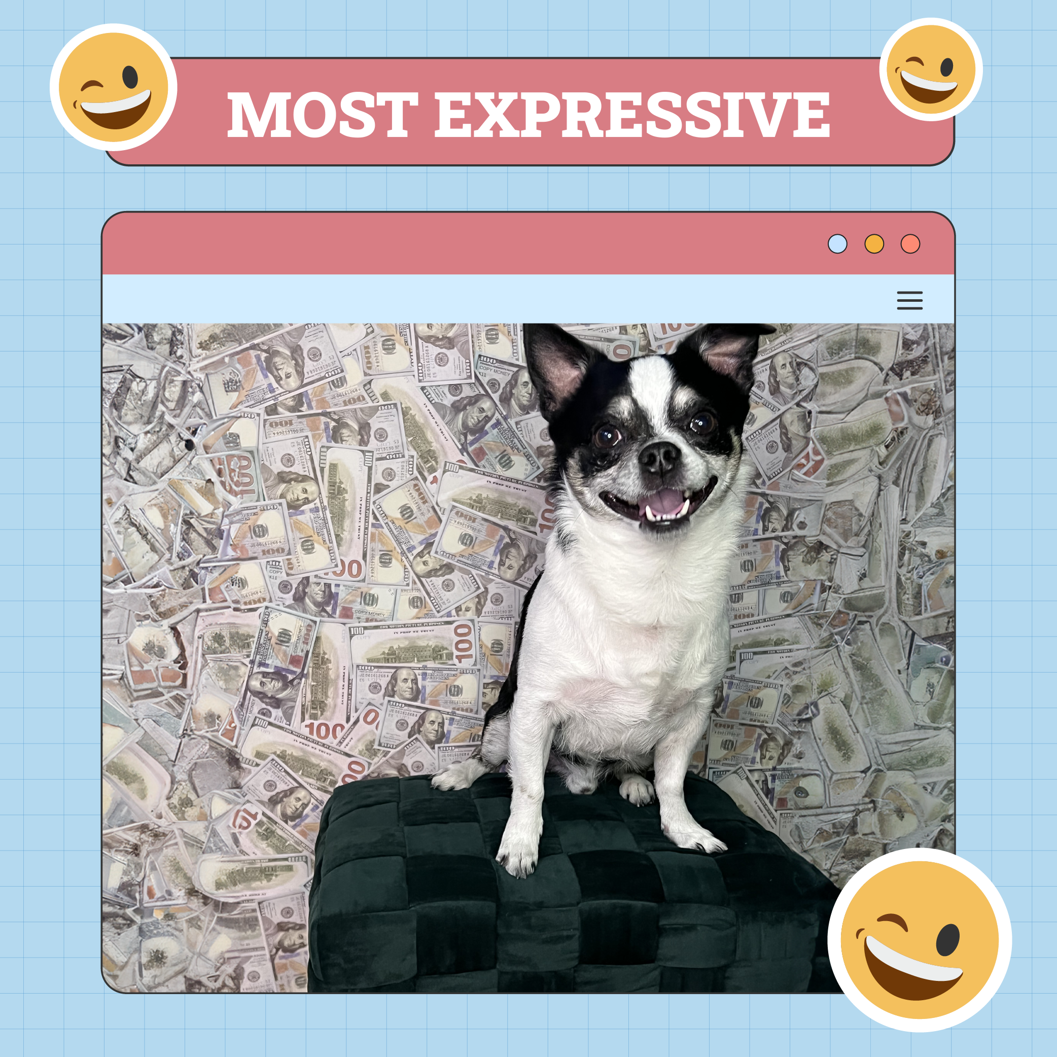 Most Expressive Dog