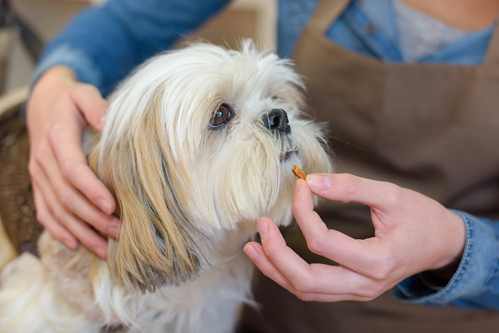 person giving tablet to longhaired dog