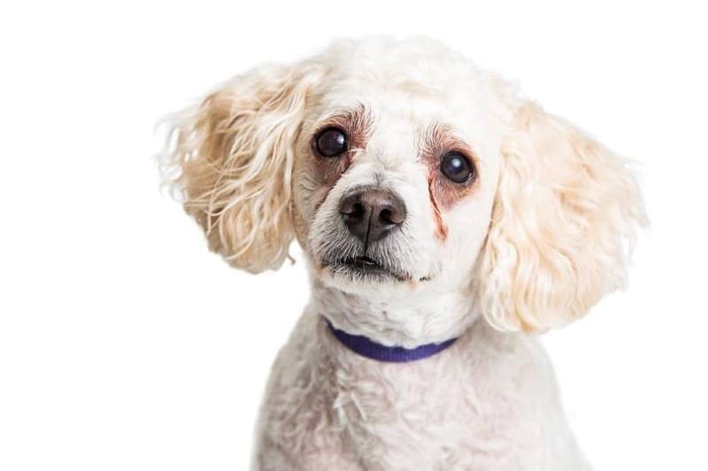 Closeup of Poodle dog with white fur and red tear stains