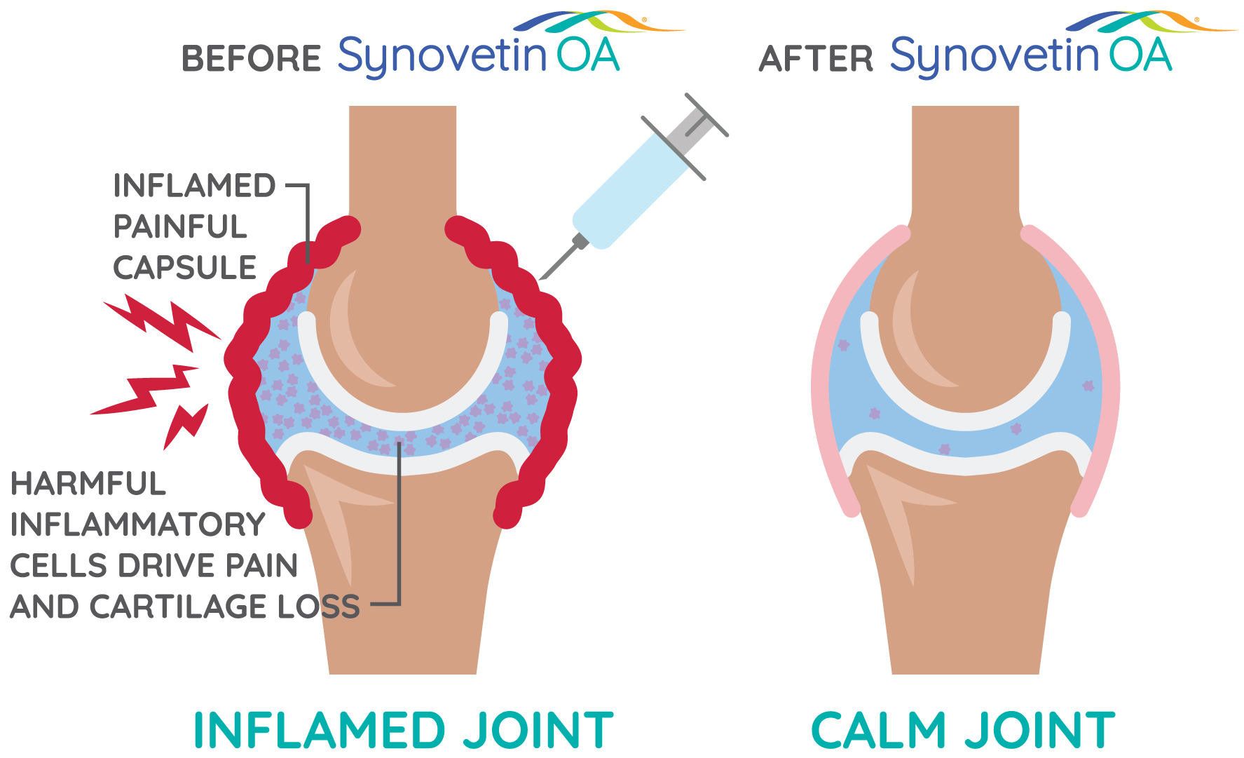 Inflamed joint vs calm joint Synovetin treatment