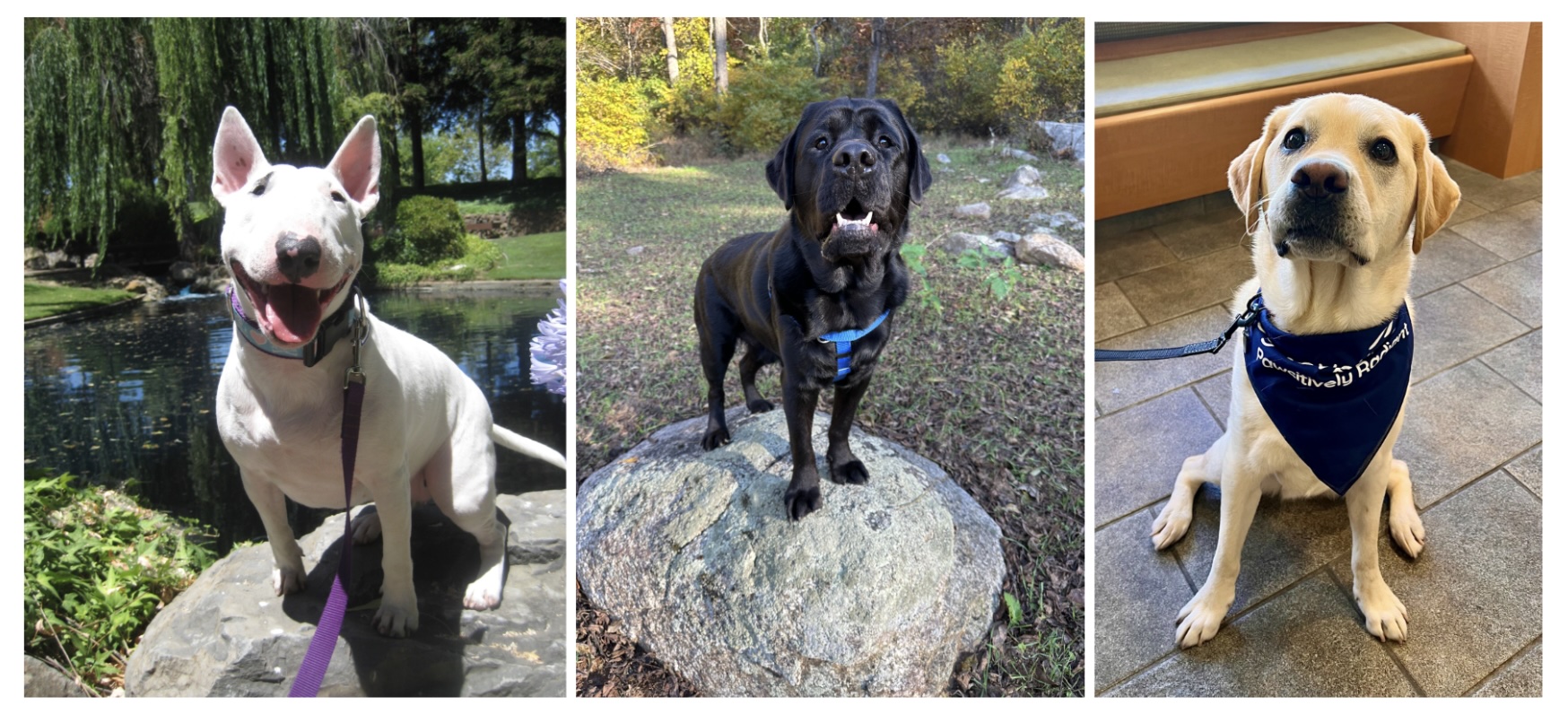 Roxy, Bear, and Hero: Three Synovetin OA patients