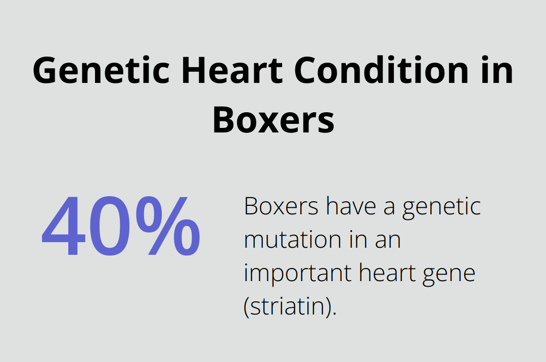 Pie chart showing 40% of Boxers have a genetic mutation in an important heart gene (striatin) - boxer dog puppy rescue