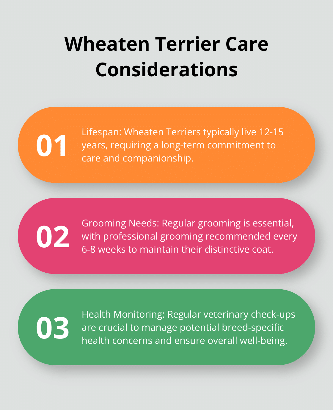 An ordered list chart showing three key care considerations for Wheaten Terriers: lifespan, grooming needs, and health monitoring. - wheaten terrier dog rescue