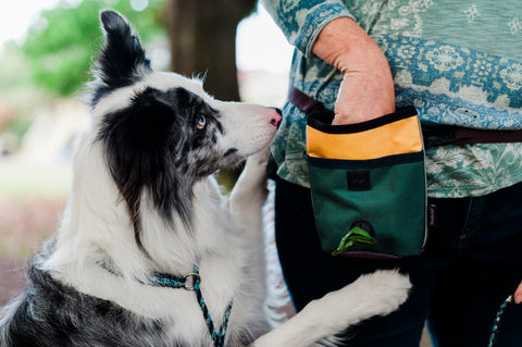 P.L.A.Y. Deluxe Training Treat Pouch with drawstring closure and poop bag dispenser