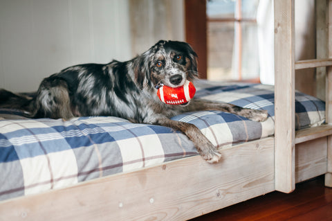 Back to School plush dog toy football