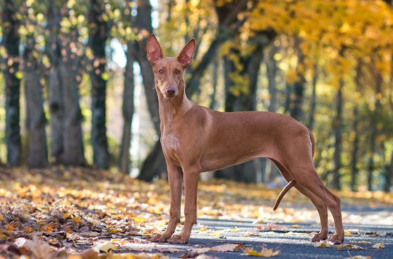 Pharaoh Hound