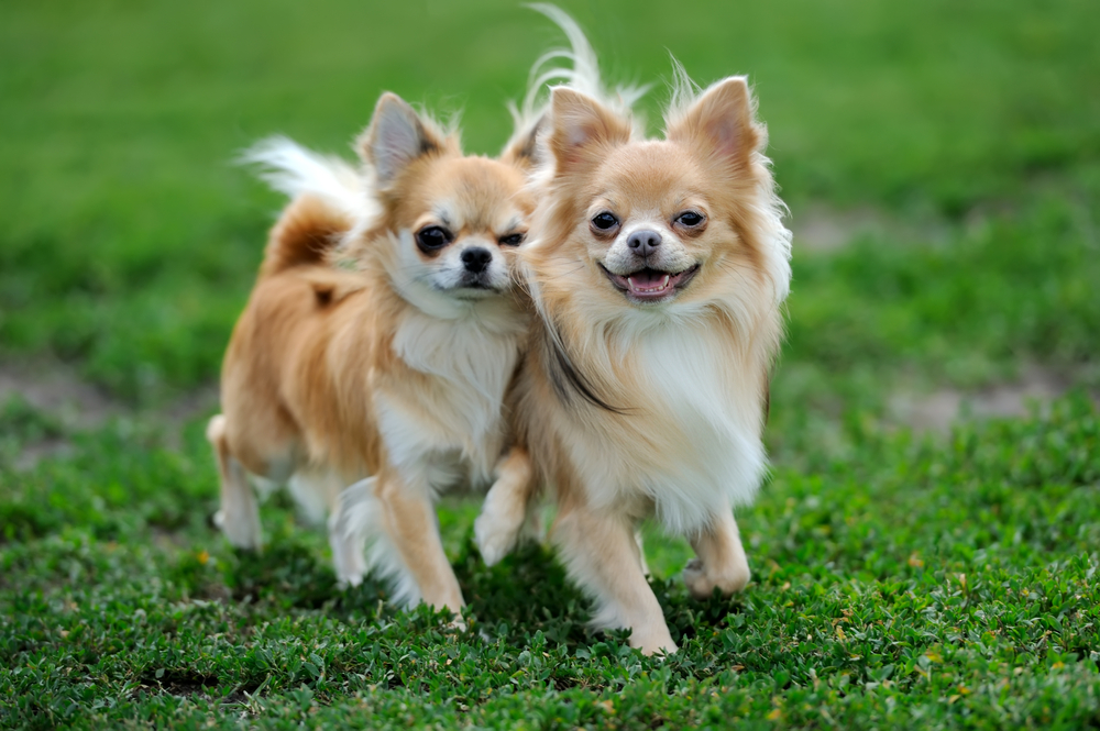 Two white and tan longhair Chihuahuas running in the grass