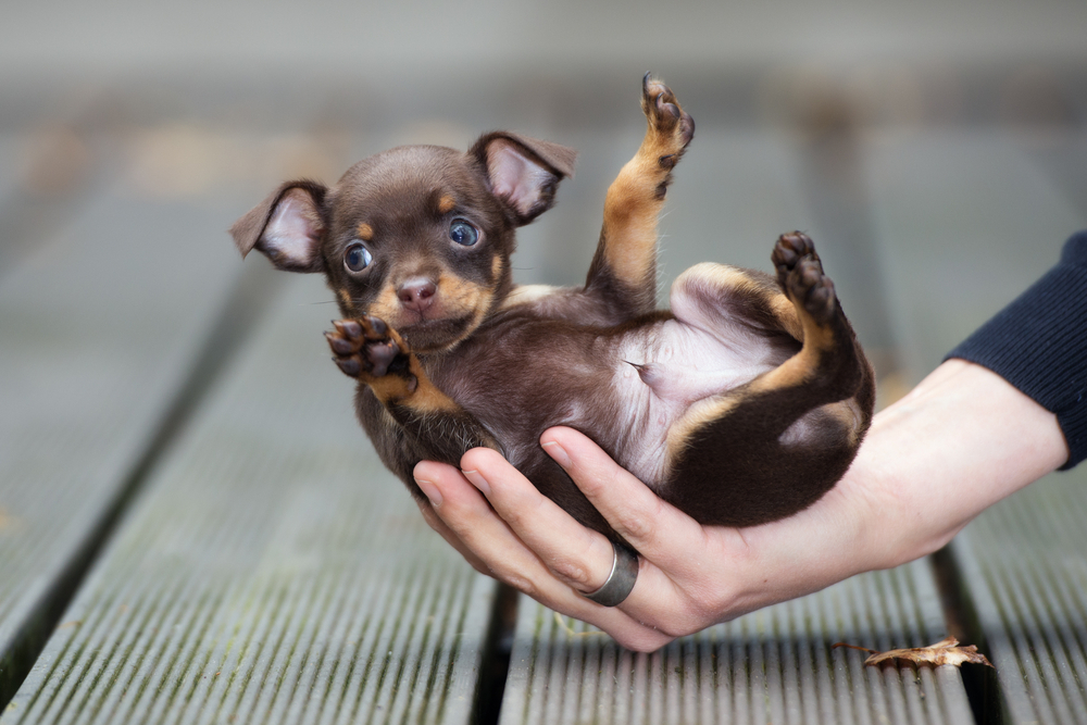 teacup chihuahua in a womans hand