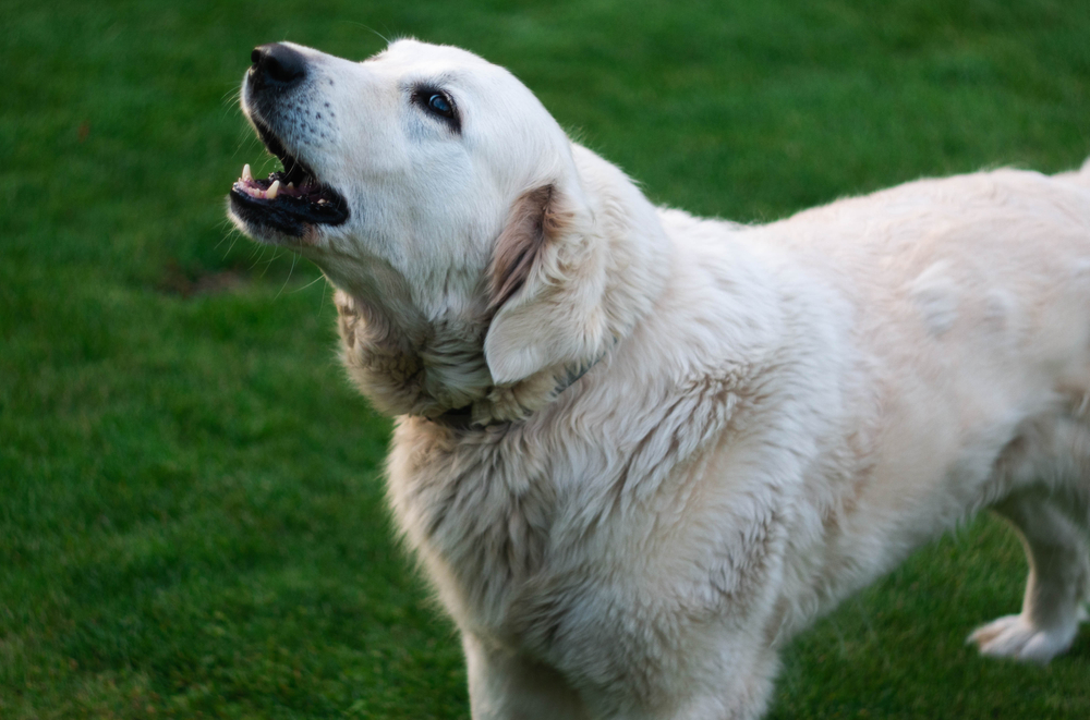 Golden retriever barking outside