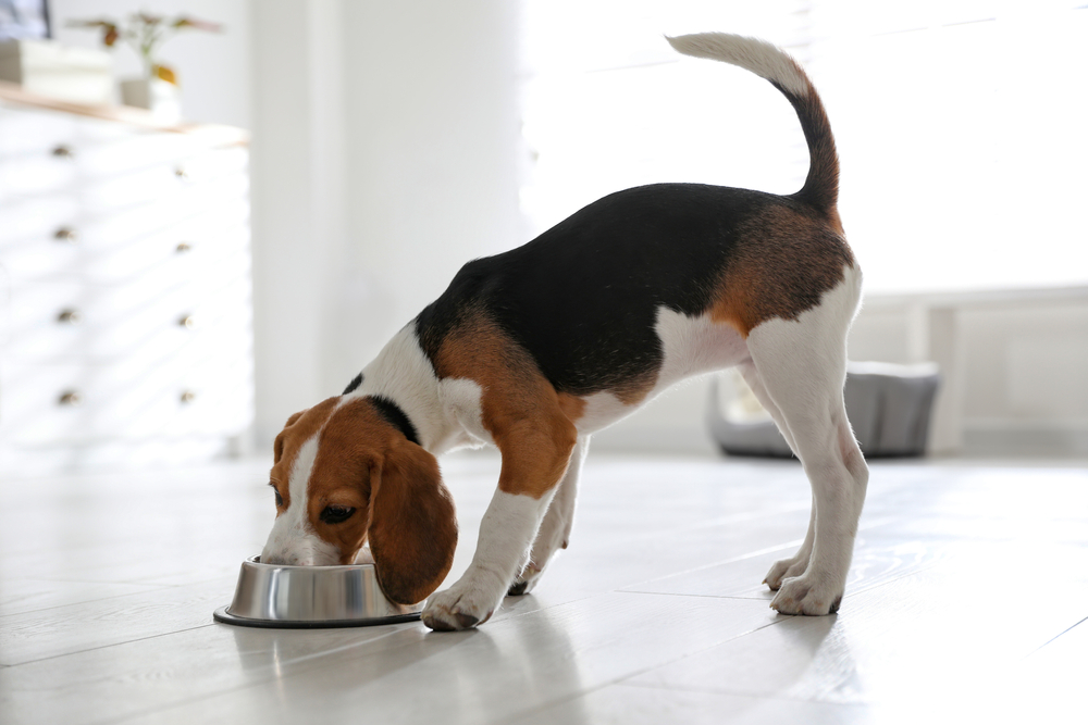 cute beagle puppy eating at a living room