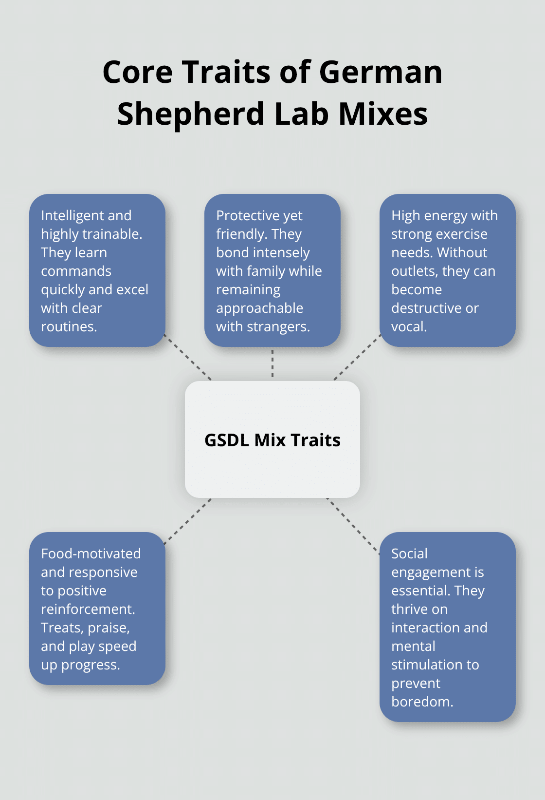 Hub-and-spoke diagram showing key traits of German Shepherd Lab mixes - german shepherd/lab mix puppy for adoption