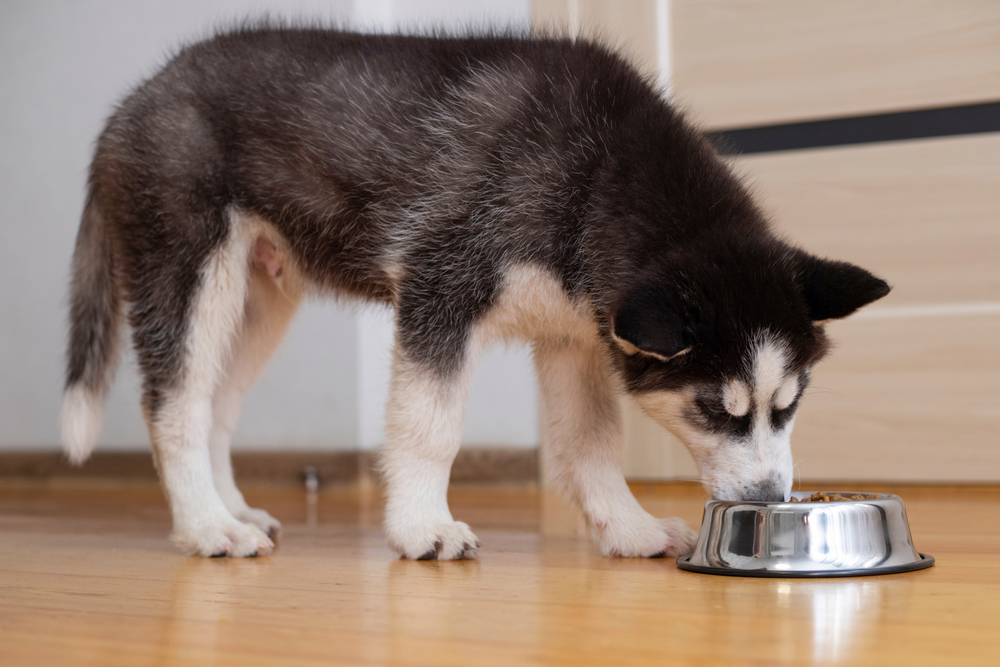 siberian husky puppy eating dog food