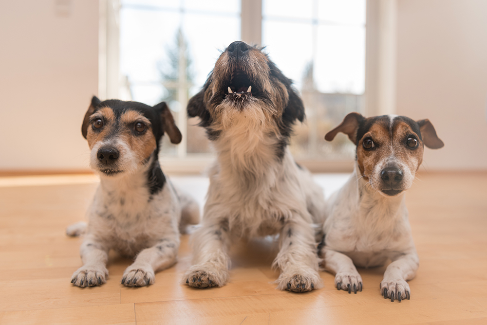 two jack russell terrier dogs and one barking in the middle