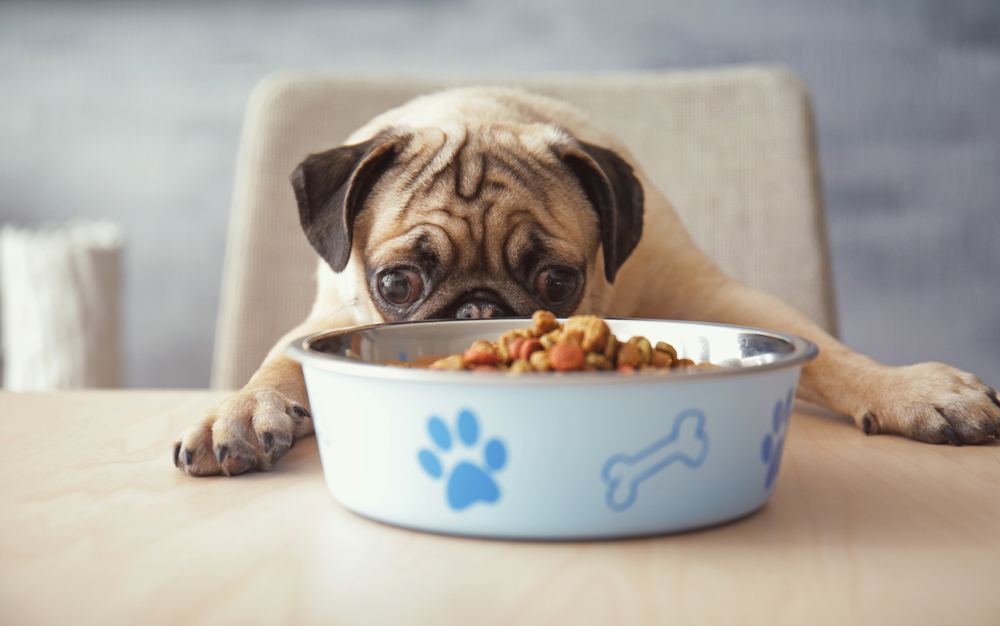 Hungry pug dog with food bowl ready to eat