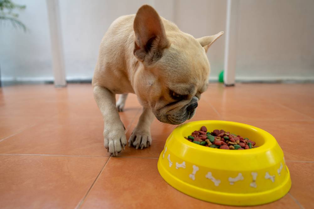 french bulldog eating