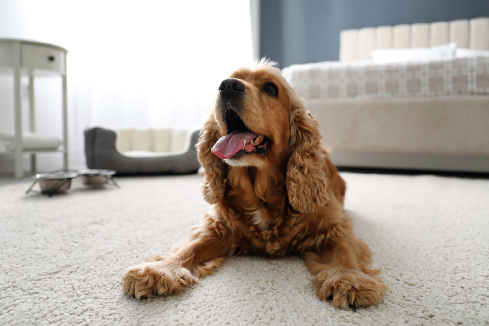 english cocker spaniel dog on the carpet