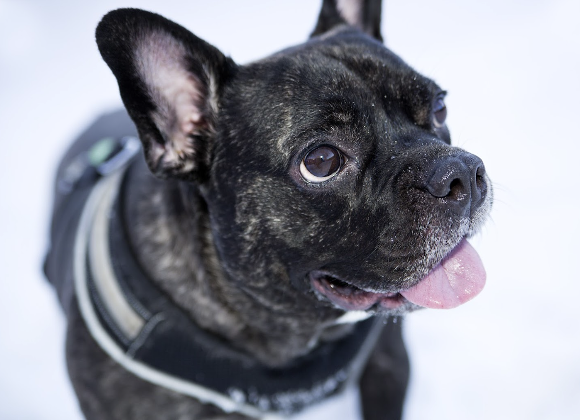 A Frenchie who can breathe!