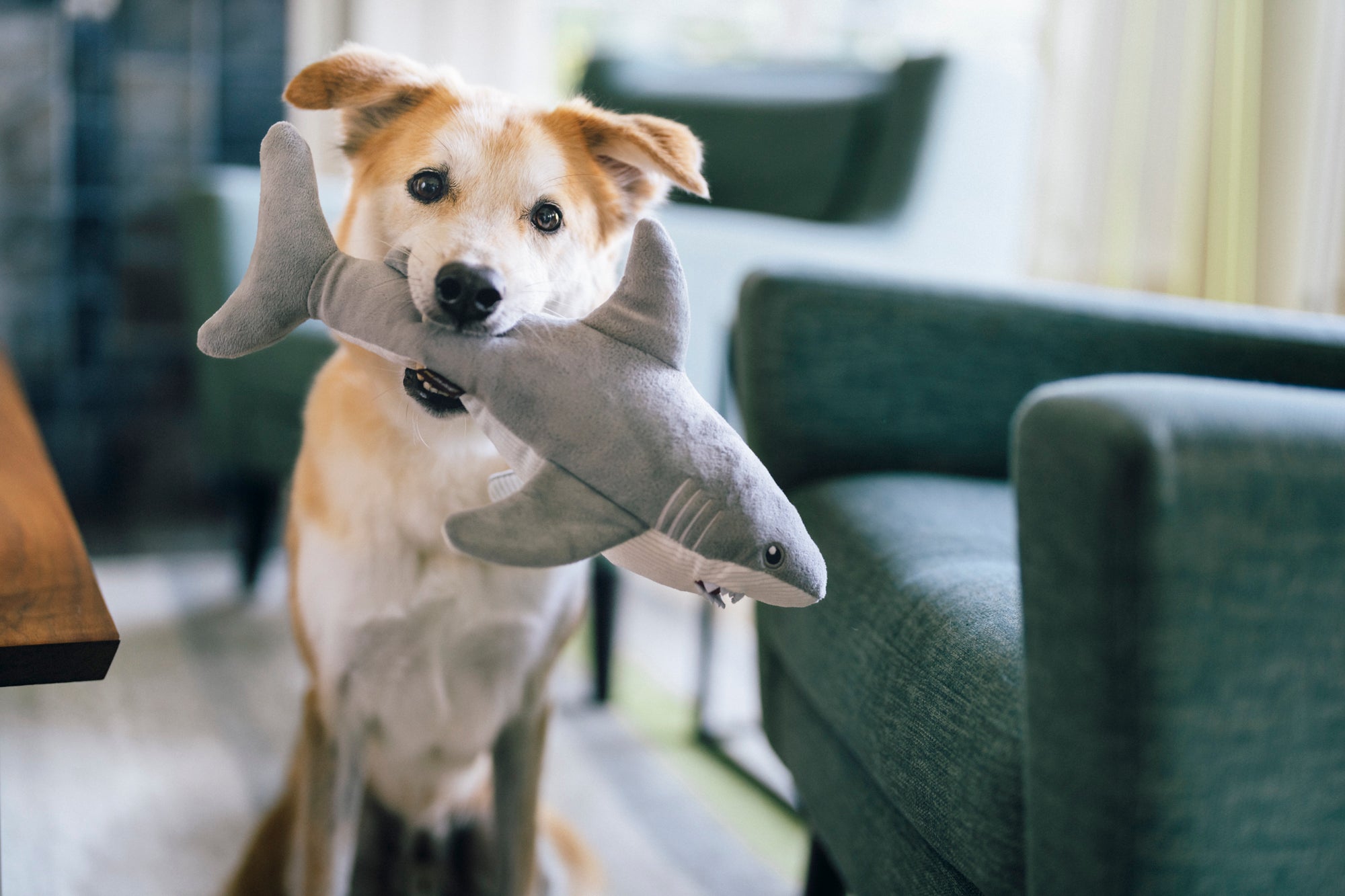 Dog holding Play’s Ocean Buddies Great White Gabe shark-shaped toy in its mouth in the living room
