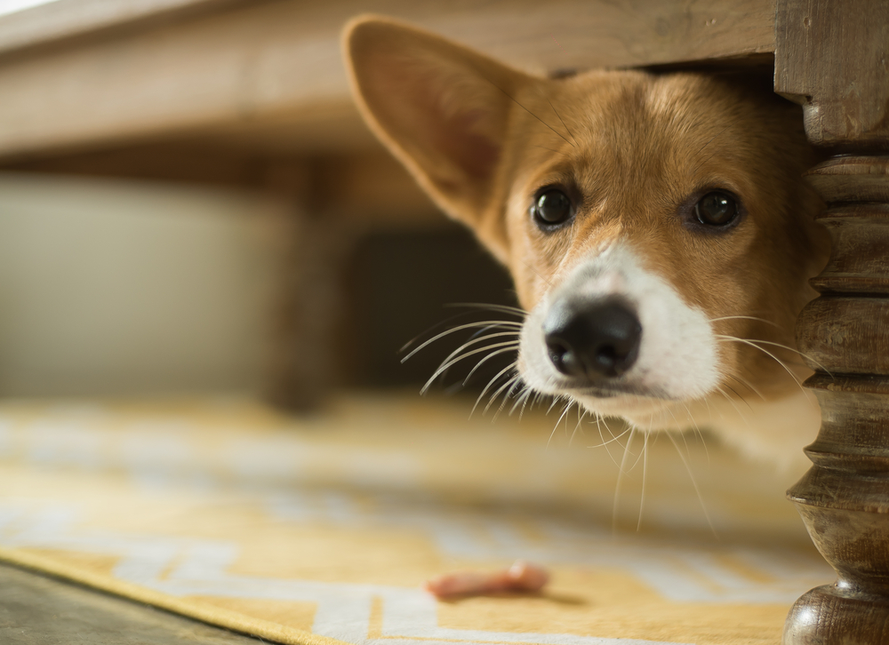 Corgi Puppy dog anxiety Sad