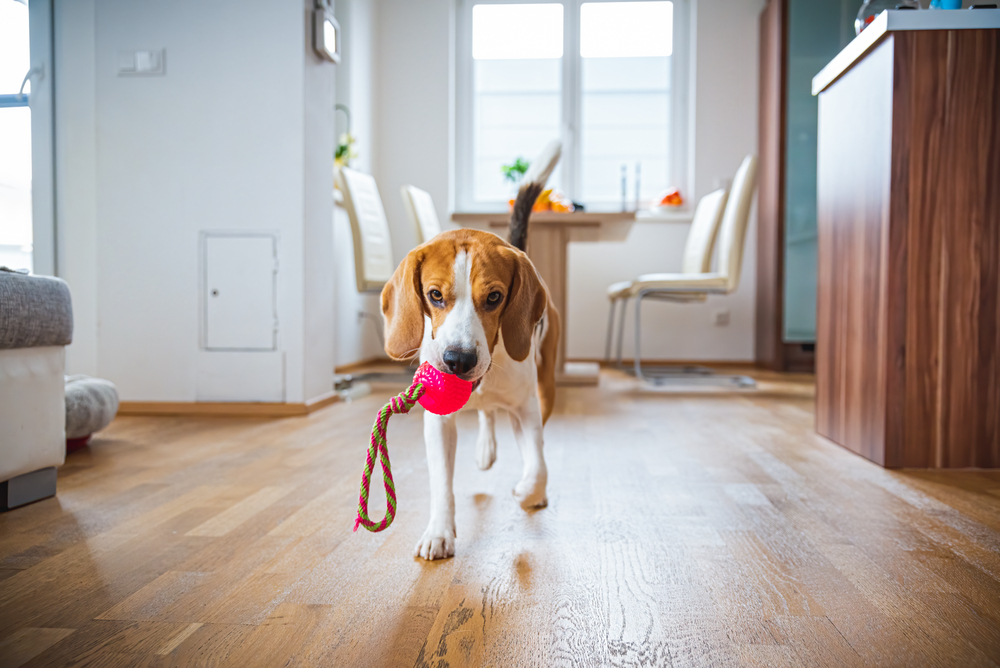 Dog playing fetch indoors