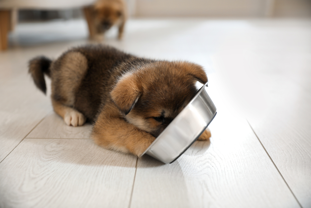 Little puppy eating from a stainless steel bowl