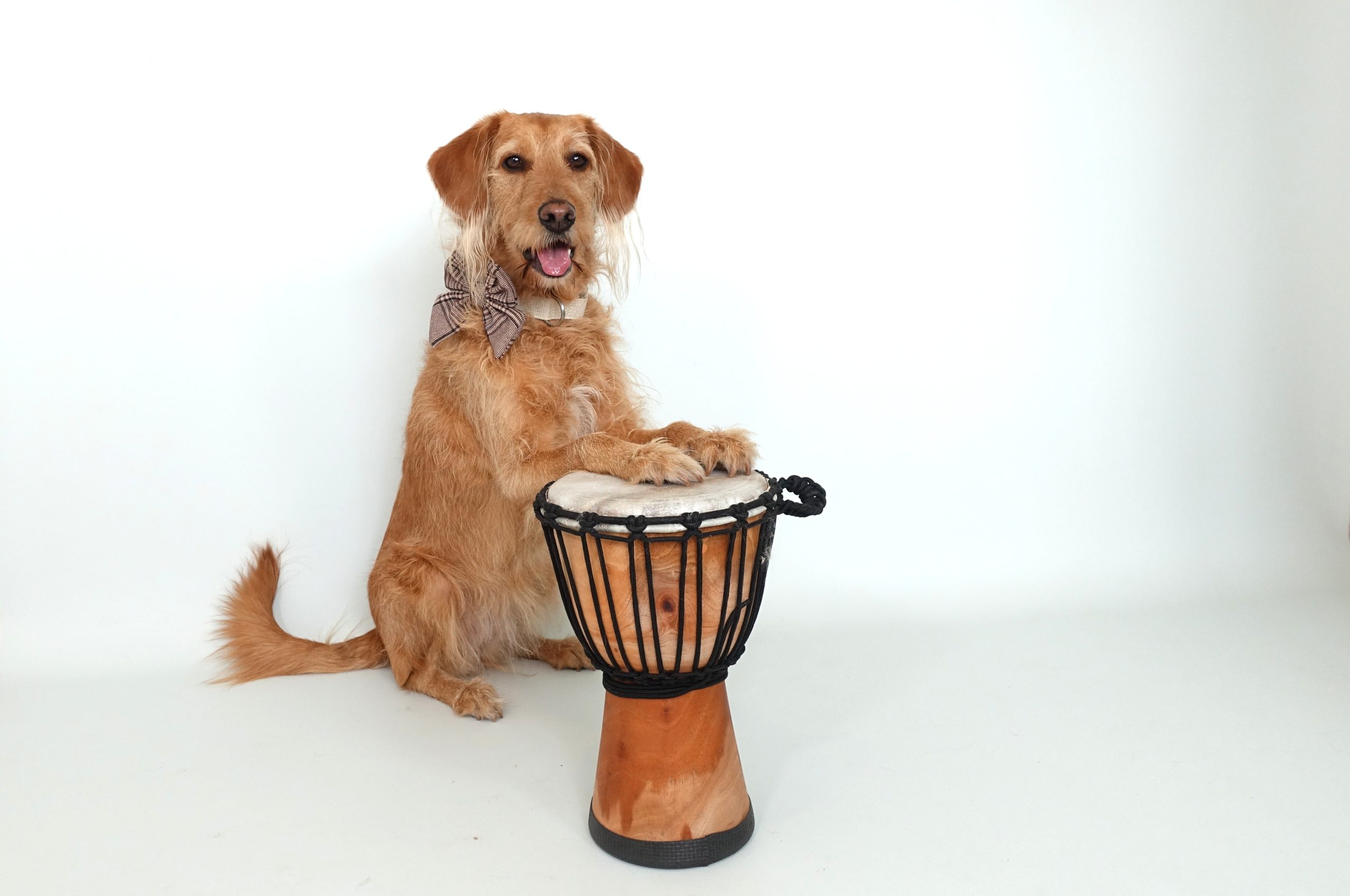 Meet Anabel, the Drumming Dog Making Music With Her Best Friend Anabel bongos landscape