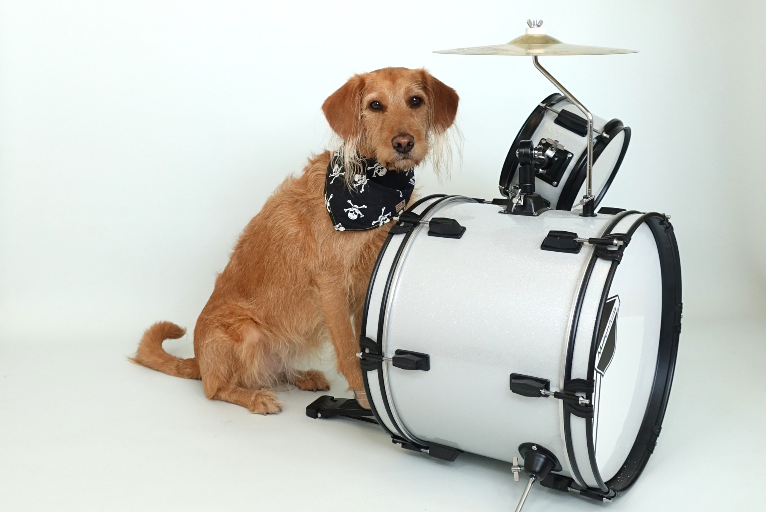 Meet Anabel, the Drumming Dog Making Music With Her Best Friend Anabel drums pirate landscape