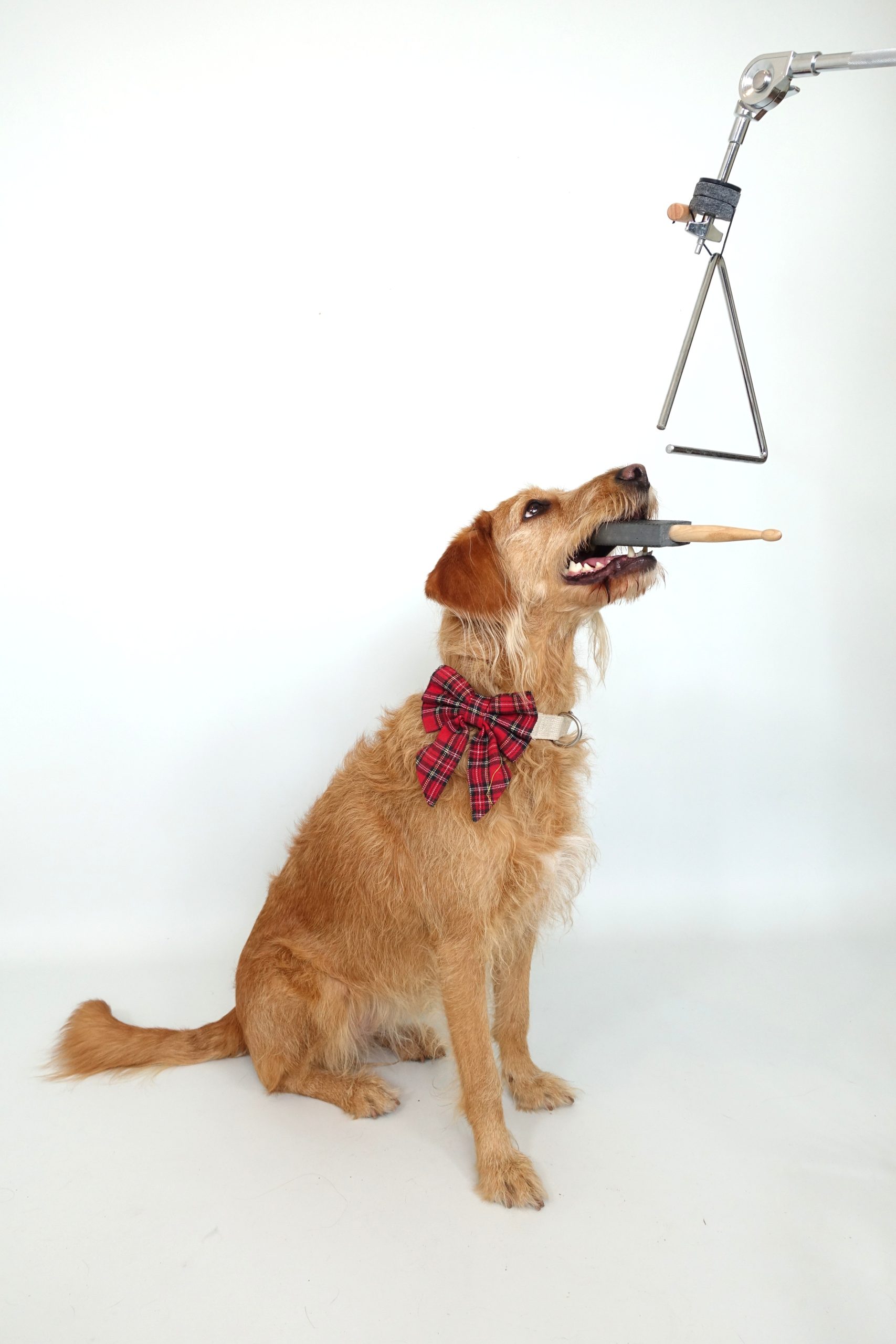 Meet Anabel, the Drumming Dog Making Music With Her Best Friend Anabel triangle