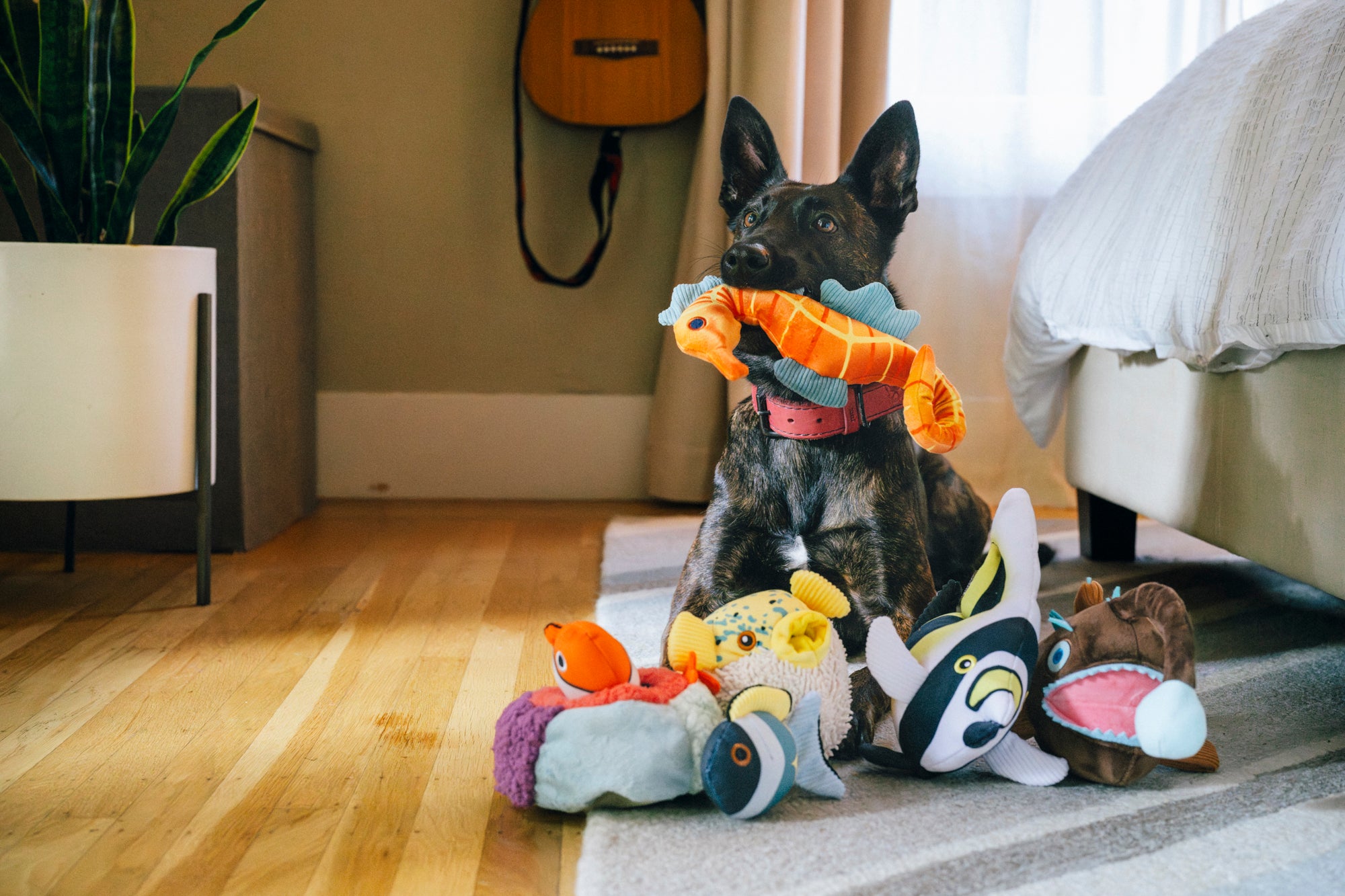 Dog sitting on a rug with Play Ocean Buddies Collection plush toys around it in a home setting.