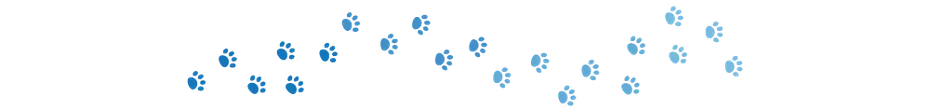Dogster divider_v3_NEW_MAY_24_